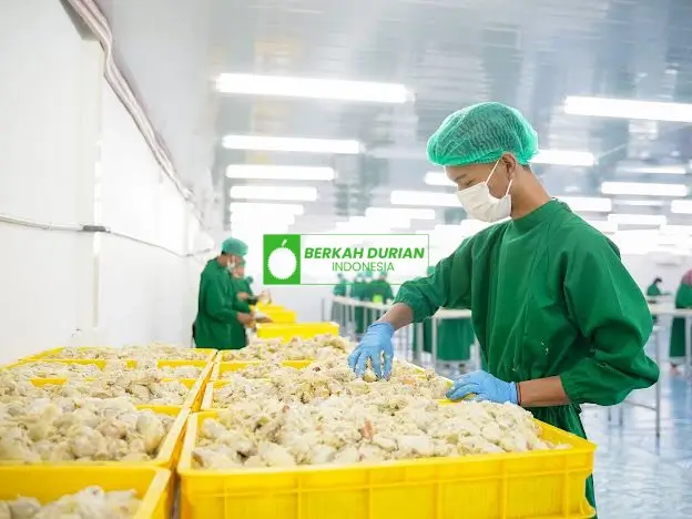 berkah durian indonesia factory